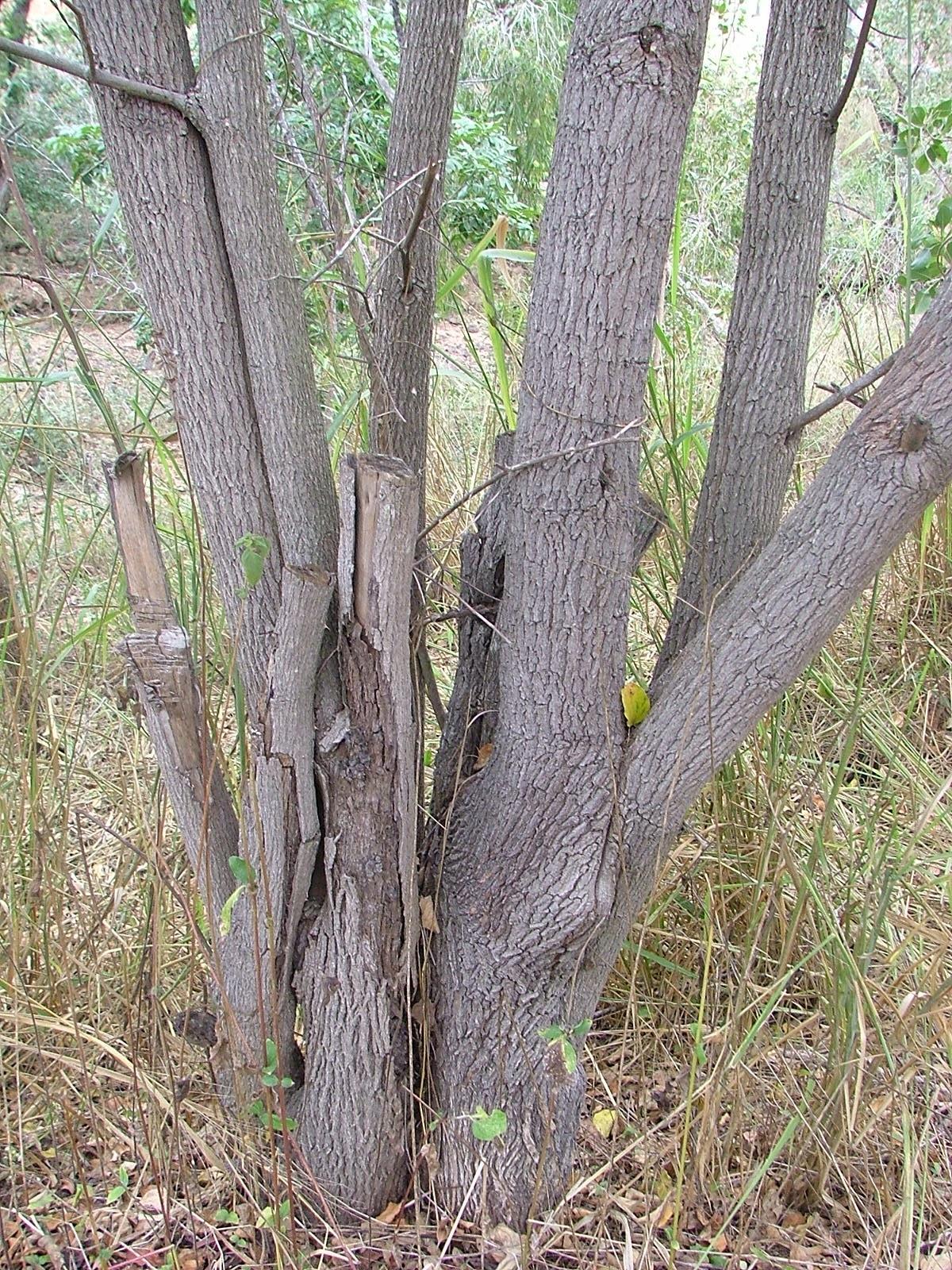 Chinee apple Ziziphus mauritiana