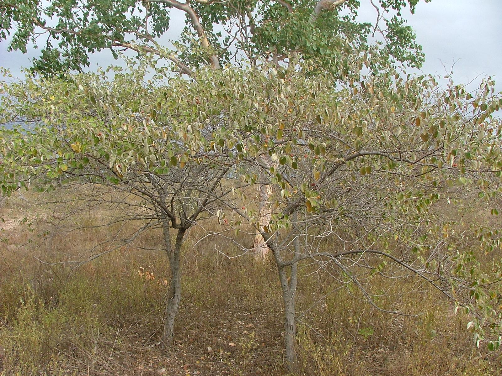 Chinee apple Ziziphus mauritiana