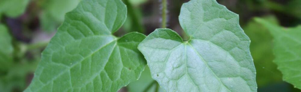 Mikania Vine | Cape York Natural Resource Management