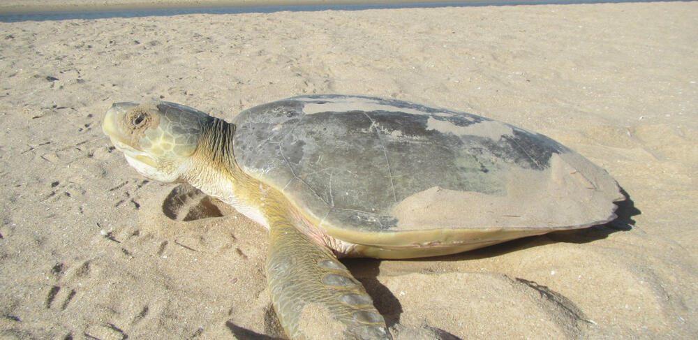 Sand temperature influences sex of marine turtle hatchlings | Cape York ...
