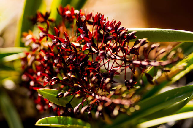 'Outback Orchids' | Australian Black Orchid | Kaila Kingsley