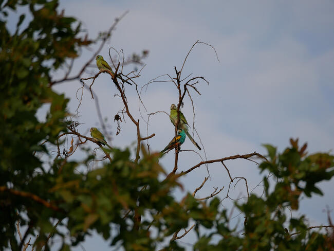 Golden Shouldered Parrots