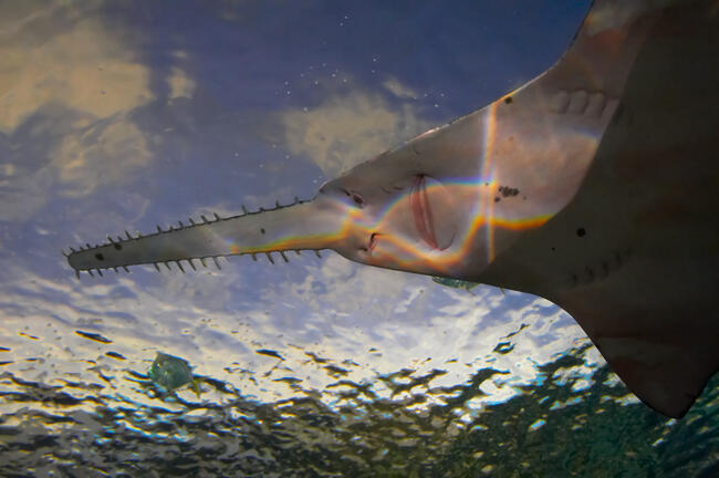 Sawfish swimming 